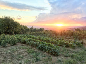 Agriturismo Attulaio | Vicchio | Mugello | Toscana | Italia | Agriturismo Vicchio